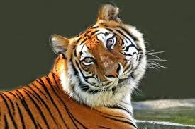 tiger 