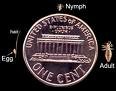 lice penny