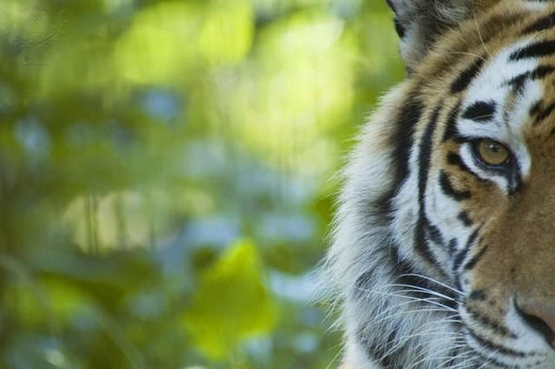 Tiger eye 