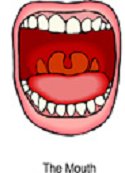 mouth