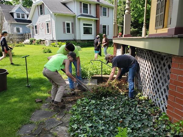 Students taming some ivy