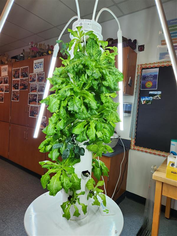 One of three aeroponic gardening towers in CDE classroom