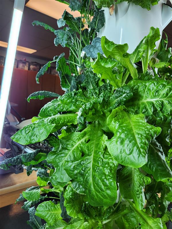 Close up of lettuce and kale