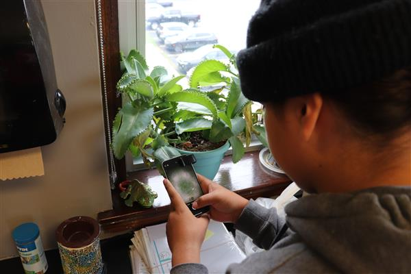 Trying it on a plant